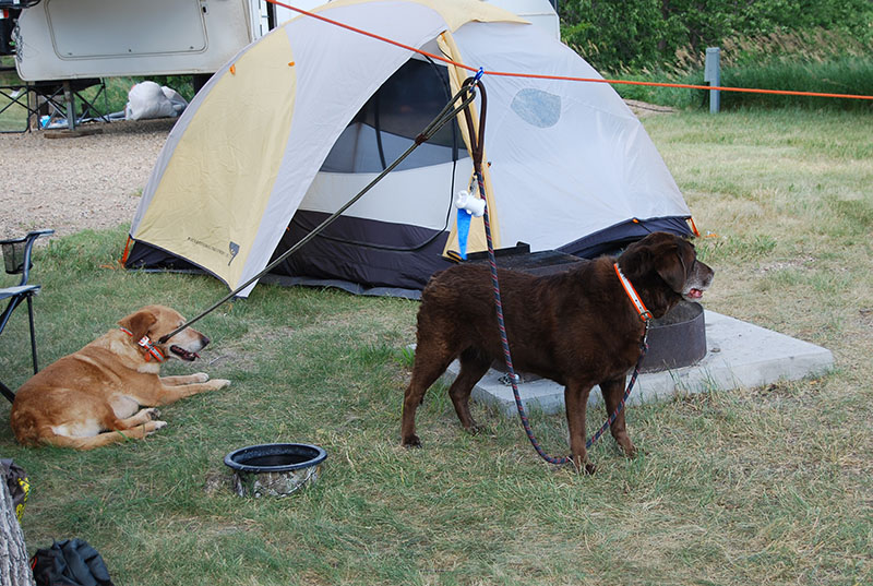 Camping in SD with my dogs